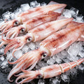 Whole cleaned squid with tentacles arranged on a bed of ice