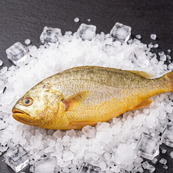 Frozen Yellow Croaker